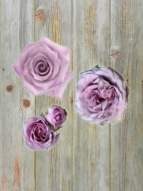 ROSES ALL AROUND  LAVENDER COMBO BOX